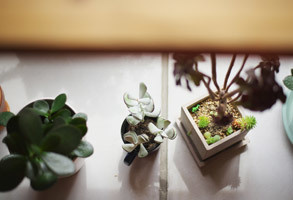 彦根稲枝の美容室おうち(Ouchi)観葉植物